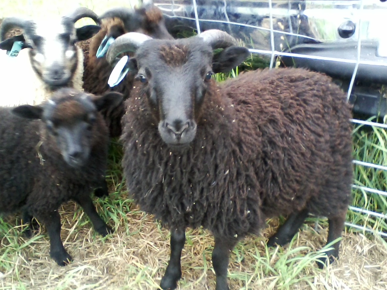 Shaltz Farm B49
