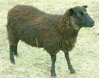 Shaltz Farm Brianna