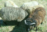 natural shetland colors