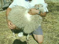 Shaltz Farm P10 Cream