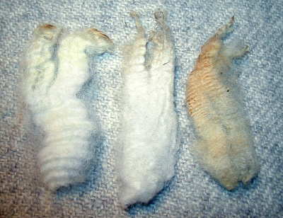 Locks of Romney, Shetland, and Border Leicester x Corriedale