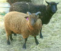 Shaltz Farm Coffee, RR AA ram lamb