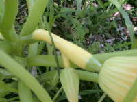 Zephyr Summer Squash